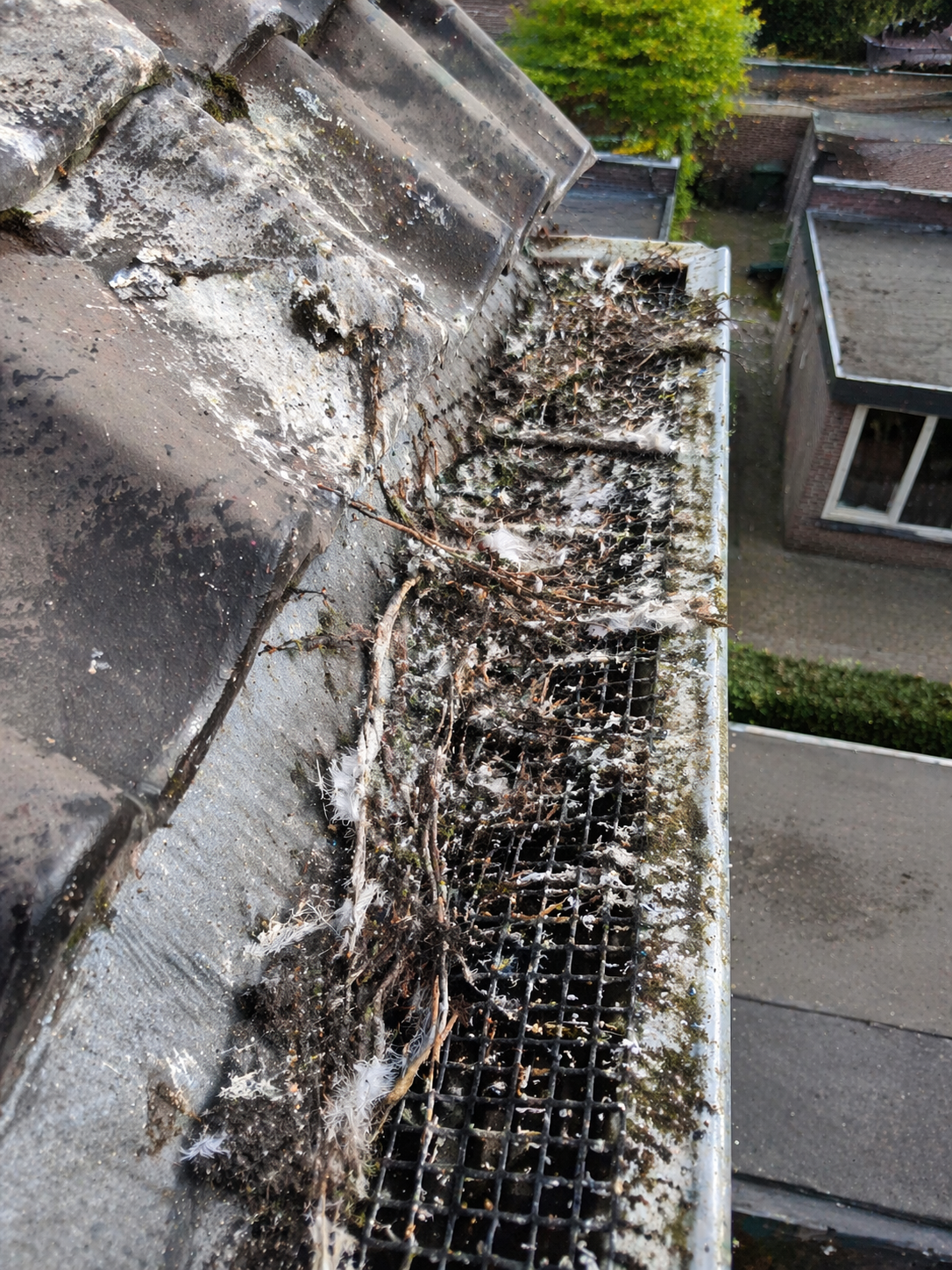 Vogelwering door DakDienstService